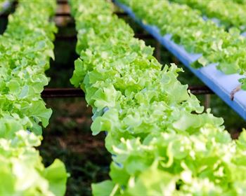 3 Unique Agricultural Land Uses