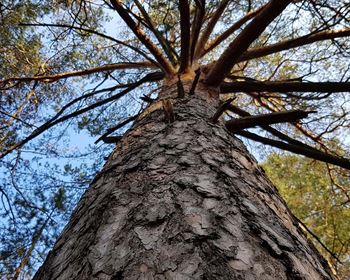 Are Your Trees Making You Money?