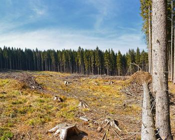 Clear-Cut Land: Nature’s Food Plot and Good Investment Land