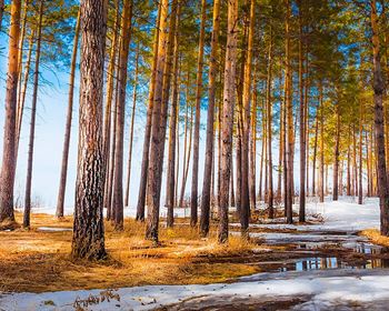 Dollar-Cost Averaging with Timber Investments