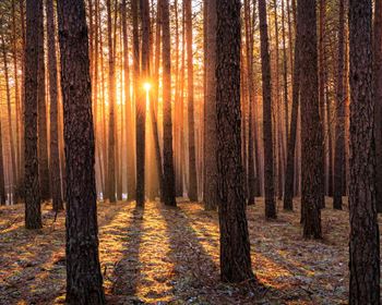 Financial Analysis for Forest Owners: Timber Leases Revisited