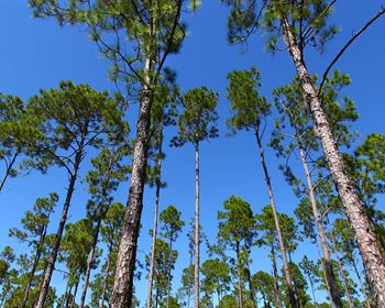 Financial Tools for Timberland Investments: NPV or IRR?