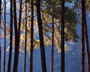 Finding a Pulpwood Paradise in the U.S. South