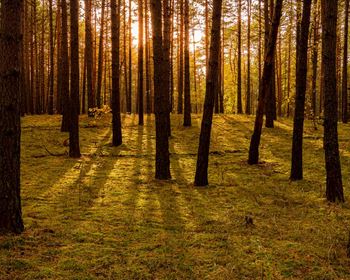 Forest Carbon as a Forest Product for Timberland Investment Decisions