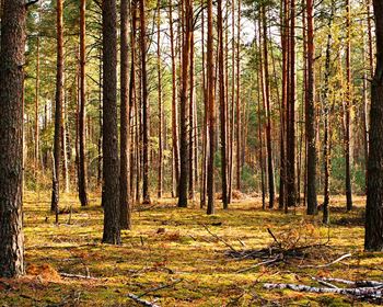 Forest Management Trends in the U.S. South: Trees Per Acre and Other Observations