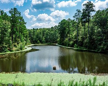 Georgia Plantation Offers Wide-Ranging Habitats & Timber Opportunities