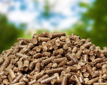 Lessons from Wood Bioenergy on Risk and Timber Market Analysis