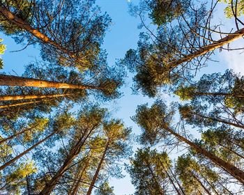 Notes on Inflation and Forestry Investments