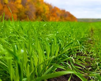 Organic vs. Conventional Production Methods and What It Means for Land Investors