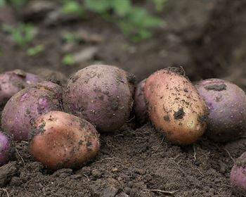 Pulse: Americans Cite 3 Significant Barriers to Home Food Gardening