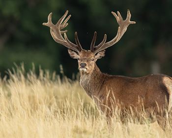 Pulse: Public Opposes Warrantless Search and Surveillance on Private Land by Game Wardens
