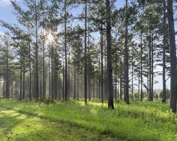 Recreational Farm with Income Streams