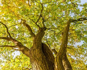 Revisiting the Role of Forest Carbon for Timberland Owners