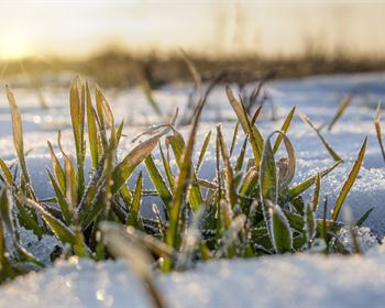 Soil Wealth: Land Investors Are Betting on Biodiversity