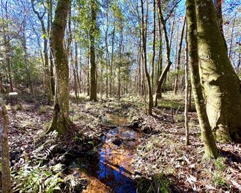 Solid Timber Investment and Awesome Hunting in Florida