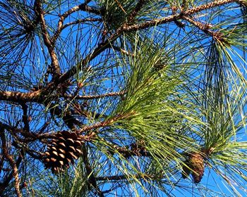 Successful Investment and Management of Pine Plantations