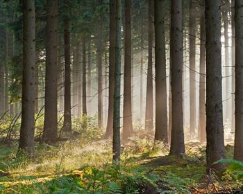 The Basics of Timberland Real Estate Investing