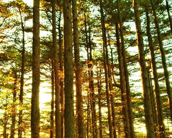 Timber REIT Performance and Estimating Net Asset Values (NAVs)