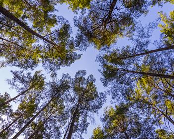 Timberland Discount Rates and Forest Carbon as a Residual Land Use