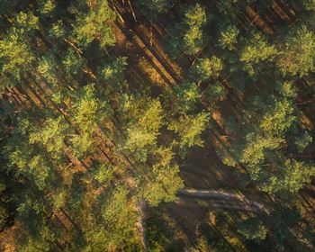 Timberland in Turbulent Times