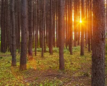 Timberland Value Depends on Many Factors