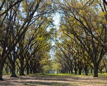 U.S. Pecan Industry – Money Does Grow on Trees