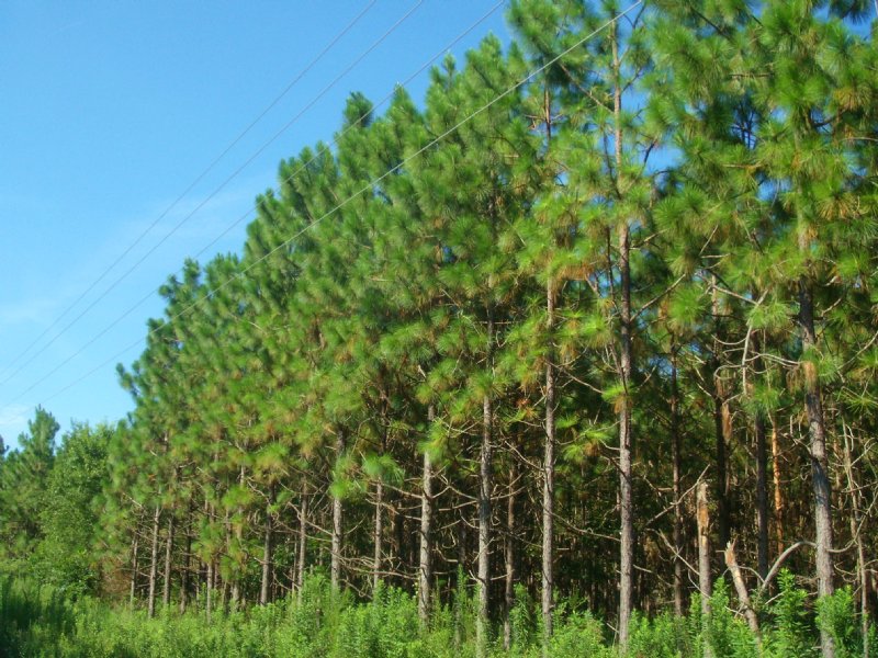 Estate Auction - 133 Acres : Camilla : Mitchell County : Georgia
