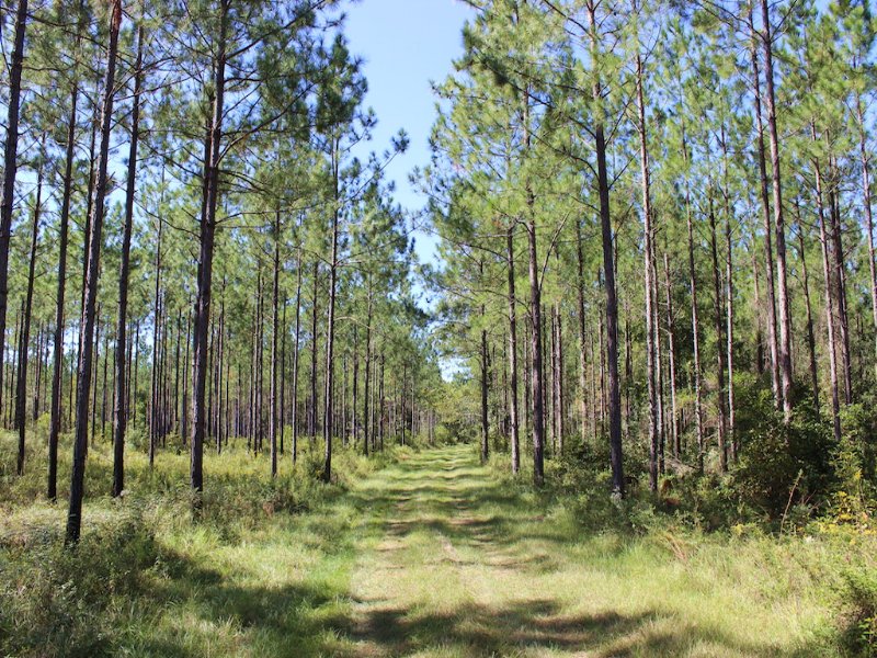 Creekland Farms Sealed Bid Auction : Pavo : Thomas County : Georgia