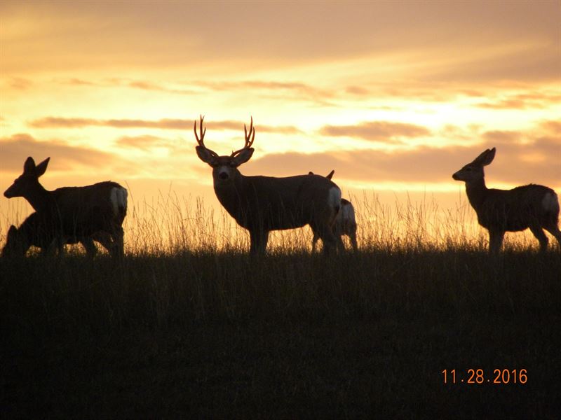 Absolute Sd Ranch Auction : Faith : Perkins County : South Dakota