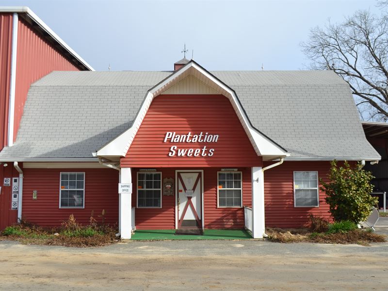 Vidalia Onion Growing & Packing : Cobbtown : Tattnall County : Georgia