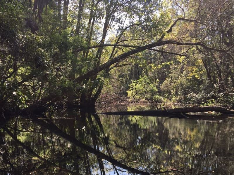 Prime Land Homosassa Springs, Fl : Homosassa Springs : Citrus County : Florida