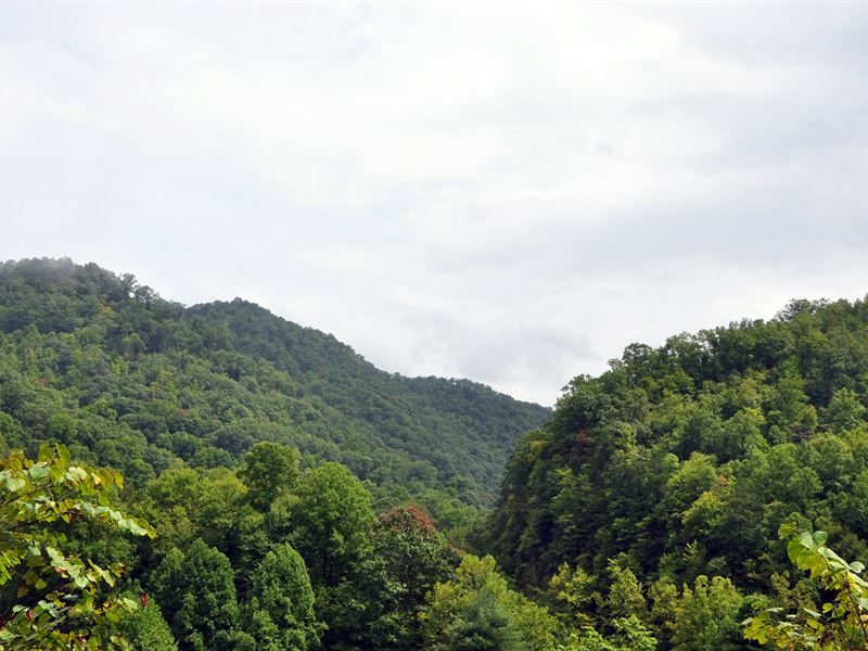Premiere Hunting / Timberland : Marytown : McDowell County : West Virginia