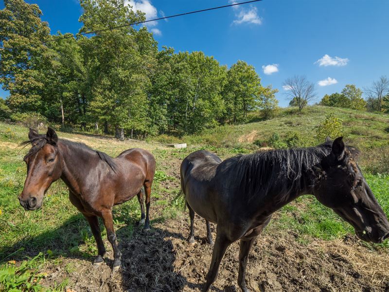 Hendershot Rd, 85 Acres : Cumberland : Guernsey County : Ohio
