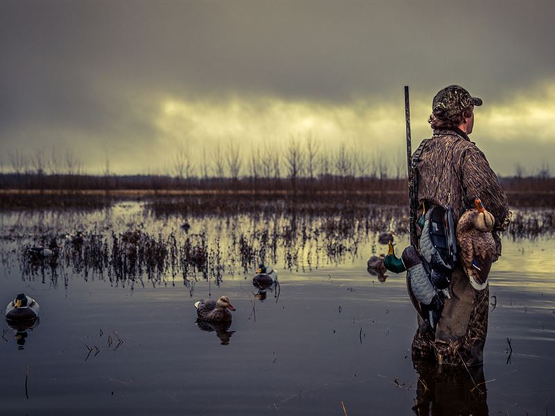 Auction, Trophy Waterfowl Property : Ramsey : Fayette County : Illinois