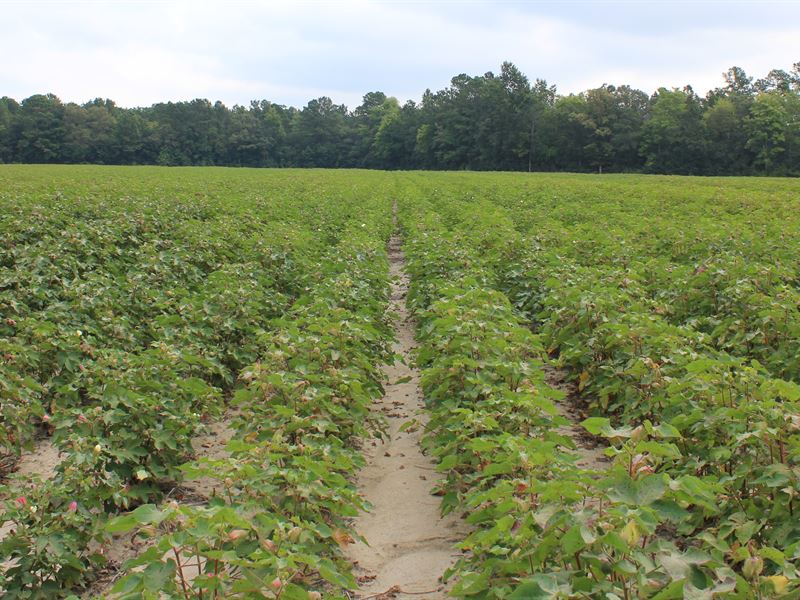 Absolute, 5 Farms in Suffolk Va : Suffolk : Suffolk City County : Virginia