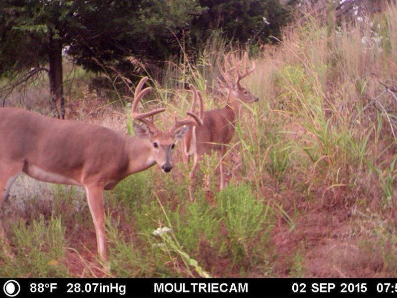 Oklahoma Hunting & Ranch Land : Burns Flat : Washita County : Oklahoma