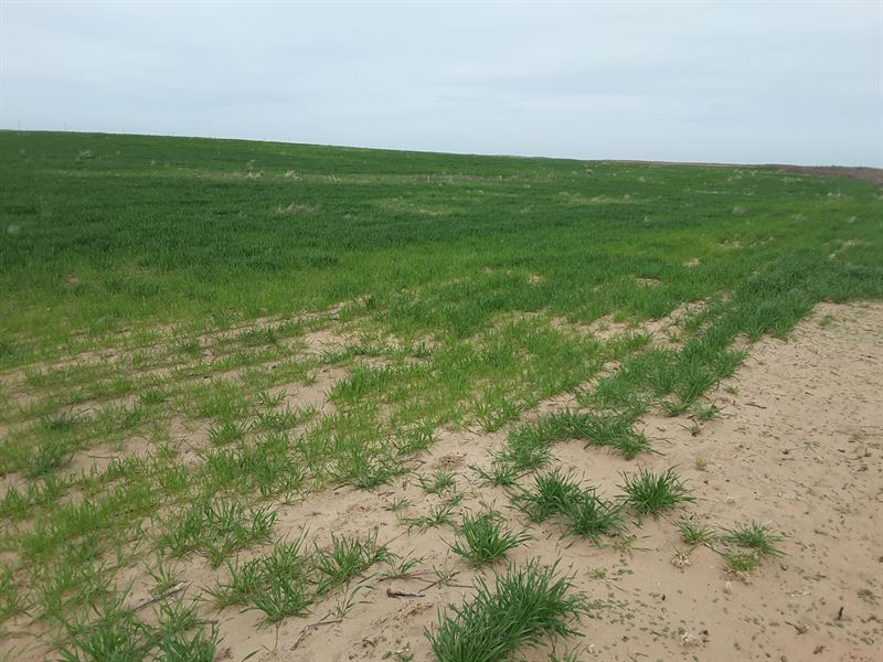 Minet 480 Auction : Ingalls : Gray County : Kansas