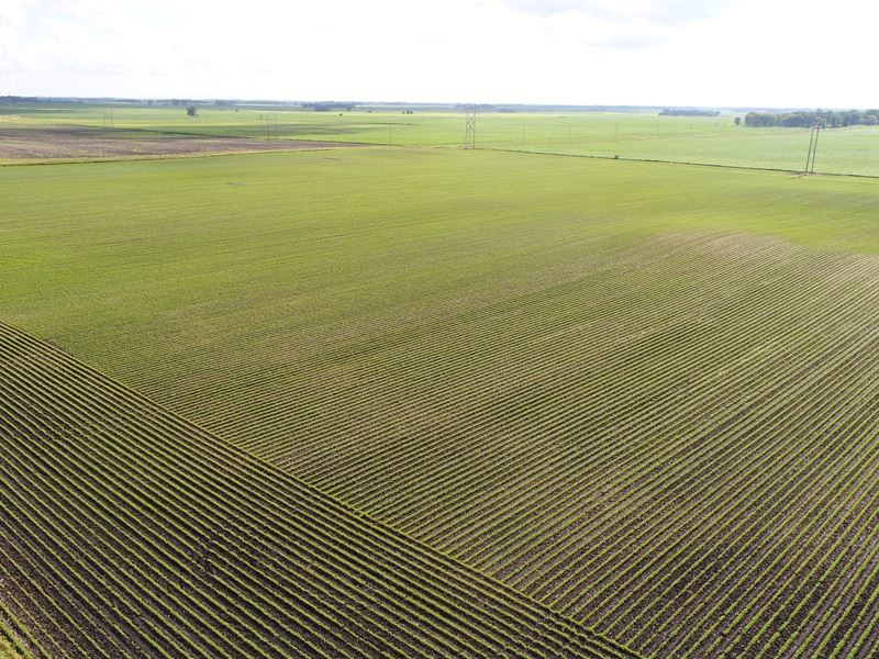 Premium Row Crop Bottom, Blue Earth : Lake Crystal : Blue Earth County : Minnesota