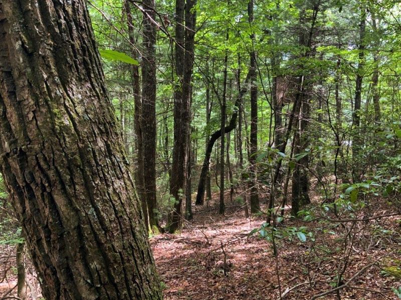 Subdivision Lot Auction Glade : Glade Valley : Alleghany County : North Carolina