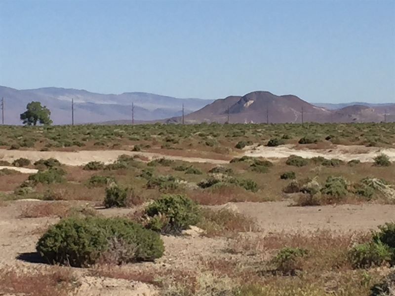 493 Acres Near Tric, Auction : Fallon : Churchill County : Nevada