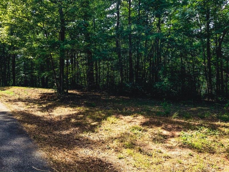Recreational Land Auction Ferguson : Ferguson : Wilkes County : North Carolina