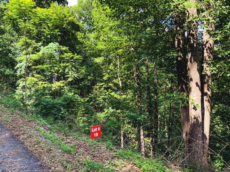 Wooded Building Site Auction : Ferguson : Wilkes County : North Carolina