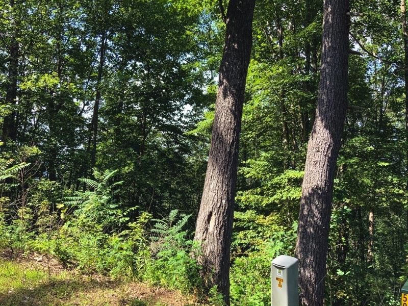 Land at Auction in Ferguson NC : Ferguson : Wilkes County : North Carolina