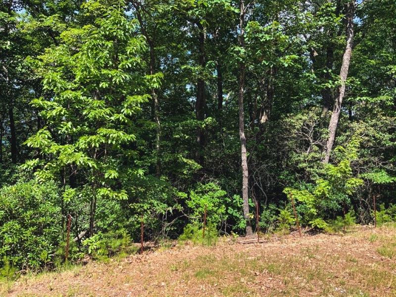 Premier Ridge Wooded Land Ferguson : Ferguson : Wilkes County : North Carolina