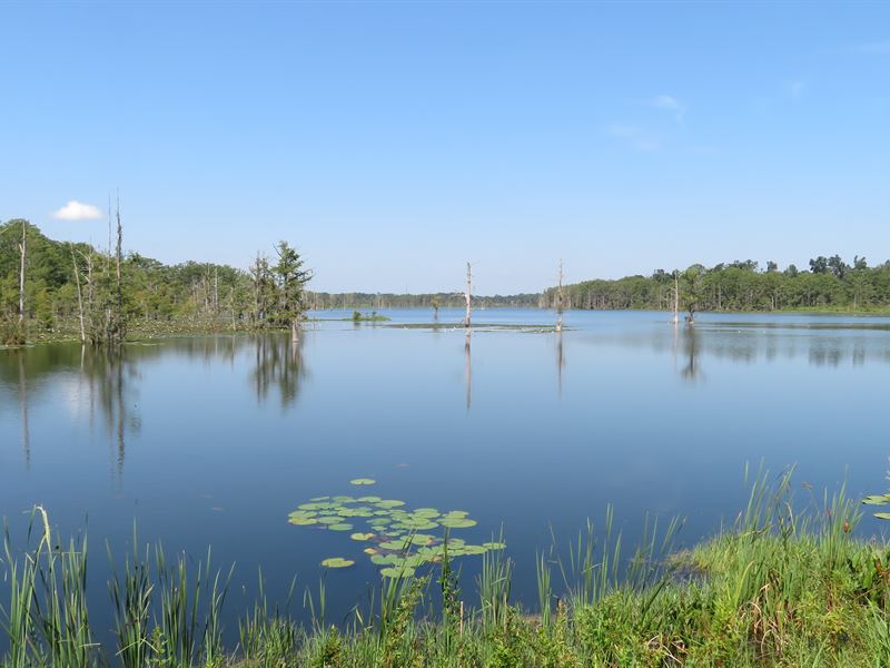 Southern Cattle Lands : Marianna : Jackson County : Florida