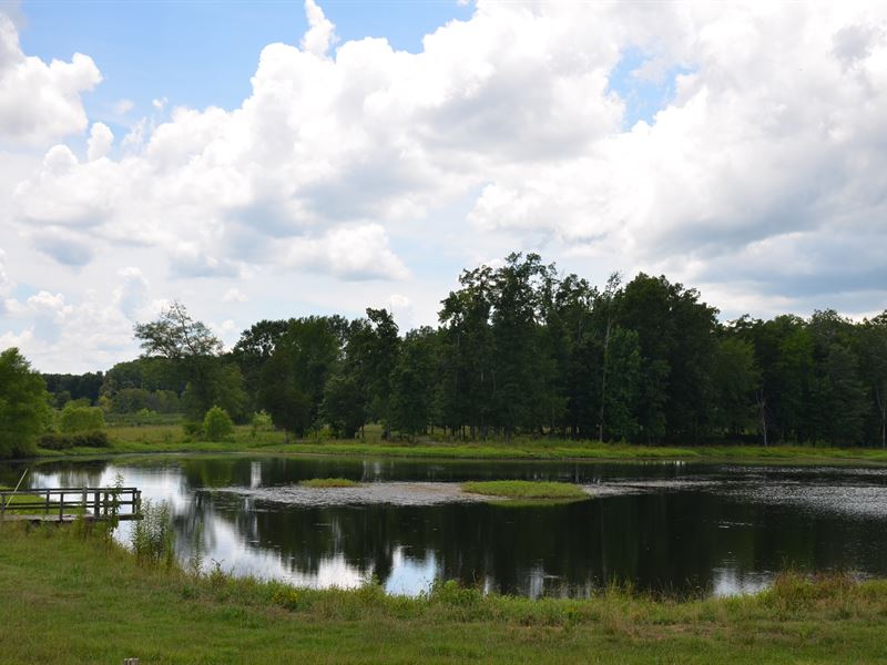 Moulton Alabama Land Auction, Land Auction in Alabama, 207554