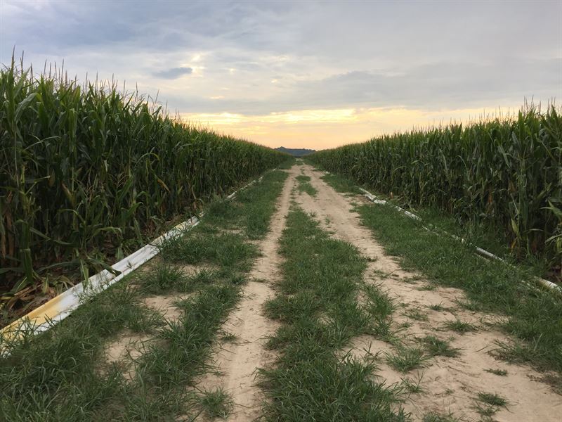 Northeast Arkansas Quality Cropland : Bay : Craighead County : Arkansas