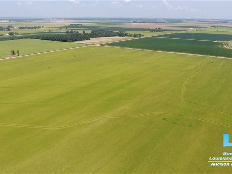 Arkansas Farmland Auction : Bono : Craighead County : Arkansas