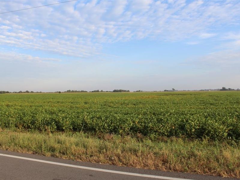 Highly Tillable Farm Land Auction : Holland : Pemiscot County : Missouri