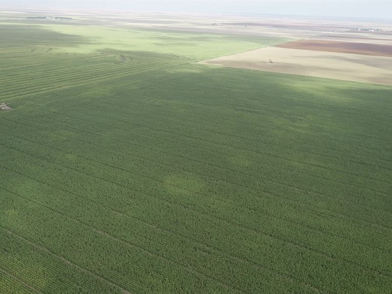 Excellent Soils in Lane County, Ks : Dighton : Lane County : Kansas
